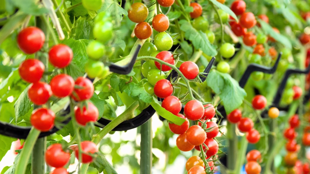 Um estudo realizado por pesquisadores do Instituto Federal Goiano (IF Goiano - Campus Ceres), com participação do Centro de Excelência em Bioinsumos (CEBIO), aponta uma alternativa promissora para o cultivo sustentável de tomate-cereja em Goiás. Publicada em setembro de 2025, a pesquisa revelou que a aplicação das bactérias benéficas Bacillus subtilis e Burkholderia seminalis pode reduzir os efeitos da escassez de água nas plantas e manter seu desenvolvimento mesmo com índices abaixo da reposição hídrica recomendada.